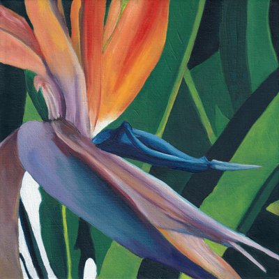 Lebendiger Paradiesvogel von Viccy Wanliss