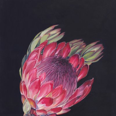 Lebendige rosa Protea von Viccy Wanliss