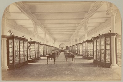 Obere Etage: Fossilien (Tafel V) von Victor Prevost, Gaston L. Feuardent and Co., New York