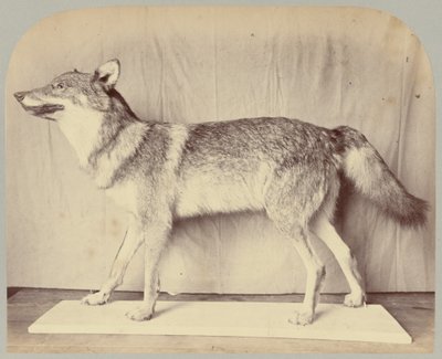 Pl. XII. Europäischer Wolf von Victor Prevost, Gaston L. Feuardent and Co., New York
