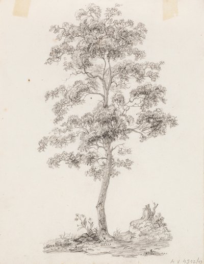 Baum von Victoria Åberg