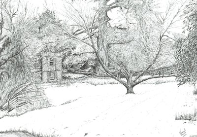 Der Taschentuchbaum in den Gärten von Monk Coniston, 2024 von Vincent Alexander Booth
