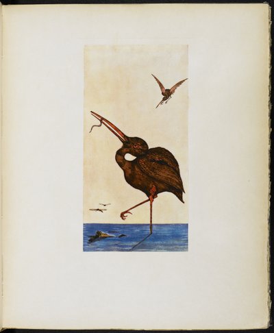 The Brown Willy, aus 