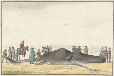 Gestrandeter Pottwal (Cachelot) am Strand zwischen Zandvoort und Wijk aan Zee, 20. Februar 1762, von vorne gesehen von Vincent Jansz. van der Vinne