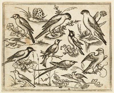 Elf Vögel sitzen auf blühenden Zweigen und kleinen Ästen..., 1557 von Virgil Solis