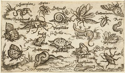Insekten, Reptilien, Schnecken und Fische auf minimalem Grund mit Wasser im Vordergrund von Virgil Solis
