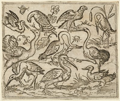 Strauß auf der linken Seite mit neun anderen Vögeln, darunter ein Reiher und ein Pelikan, 1557 von Virgil Solis