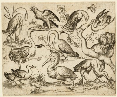 Strauß auf der linken Seite mit neun anderen Vögeln, darunter ein Reiher und ein Pelikan, nach 1557 von Virgil Solis