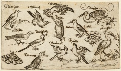 Zwölf Vogelarten, darunter eine Eule und ein Pelikan, einzeln beschriftet und positioniert, 1572 von Virgil Solis