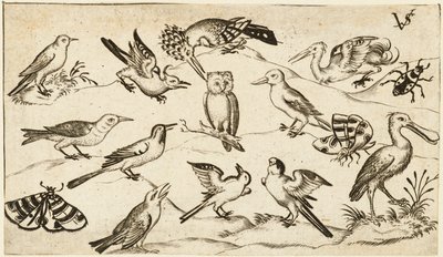 Zwölf Vogelarten, darunter eine Eule und ein Pelikan, einzeln beschriftet und positioniert..., nach von Virgil Solis