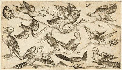 Elf Vögel und zwei Insekten auf minimalem Boden mit Eule mit ausgebreiteten Flügeln, die in der Mitte auf einem Ast sitzt, umgeben von anderen Vögeln, die die Eule necken, aus Douce Ornament Prints Album I von Virgilius the elder (after) Solis