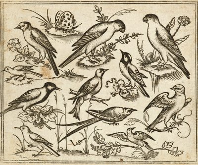 Elf Vögel auf blühendem Laub und kleinen Zweigen mit einem Schmetterling, aus Douce Ornament Prints Album I von Virgilius the elder (after) Solis