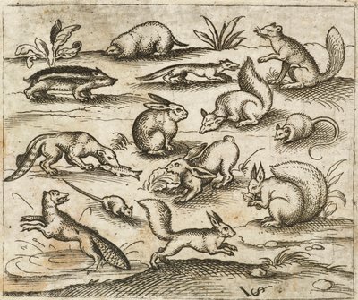 Gruppe kleiner Waldtiere, die um einen Teich herum fressen und herumlaufen, darunter Mäuse, Kaninchen, Eichhörnchen, Waschbär, Murmeltier, Frettchen, Marder und Dachs, aus Douce Ornament Prints Album I von Virgilius the elder (after) Solis