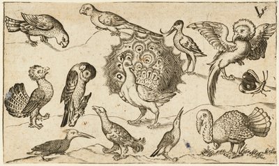 Pfau in der Mitte, umgeben von neun anderen Vögeln, darunter ein Truthahn, und einem Schmetterling auf minimalem Grund mit einem kleinen Grasfleck, aus Douce Ornament Prints Album I von Virgilius the elder (after) Solis