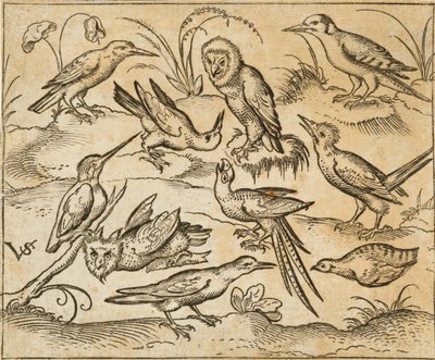 Zehn Vögel auf Zweigen und Grasflecken, darunter zwei Eulen und ein Vogel mit langen Schwanzfedern, der in der Mitte mit zurückgelegtem Kopf zwitschert, aus Douce Ornament Prints Album I von Virgilius the elder (after) Solis