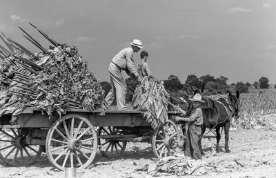 Mann und Jungen laden frisch geerntete Tabakblätter auf einen Wagen auf einer Farm von Volkmar Wentzel