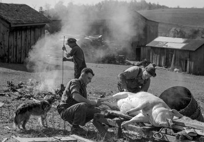 Männer bereiten ein geschlachtetes Schwein zum Braten auf einem Bauernhof vor, West Virginia von Volkmar Wentzel
