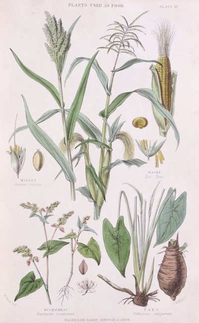 Hirse, Mais, Buchweizen und Taro, Illustration aus A History of the Vegetable Kingdom von William Rhind, 1872 von W.H. Fitch