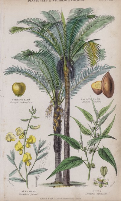 Gommuta-Palme; Passava-Palme; Sunn-Hanf; Jute von W. Fitch