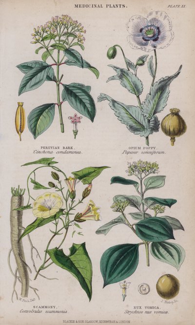Chinarinde; Schlafmohn; Scammony; Brechnuss (farbiger Stich) von W. Fitch