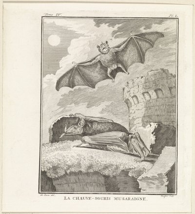 Fledermäuse von W. Tringham
