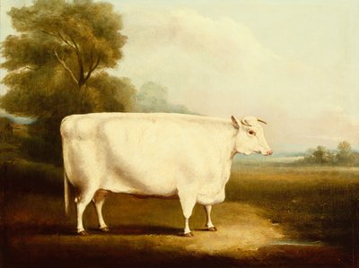 Ein Kurzhornochse auf einem Feld von W Willoughby