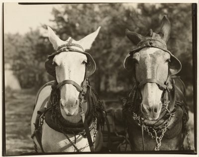 [Zwei Maultiere, Hale County, Alabama] von Walker Evans