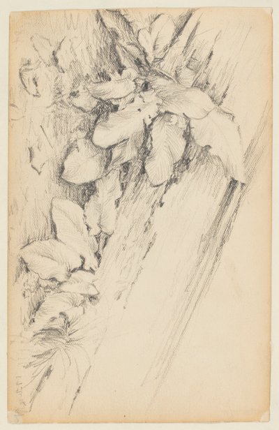 Studie von Pflanzen und verrottetem Baumstamm, 155th Street von Walter Clark