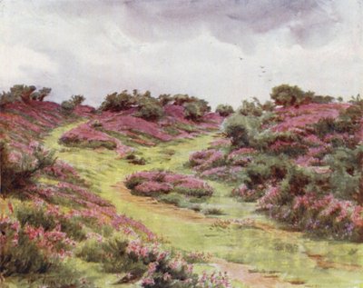 Der New Forest: Glockenheide auf der Setley-Ebene von Walter Frederick Roofe Tyndale