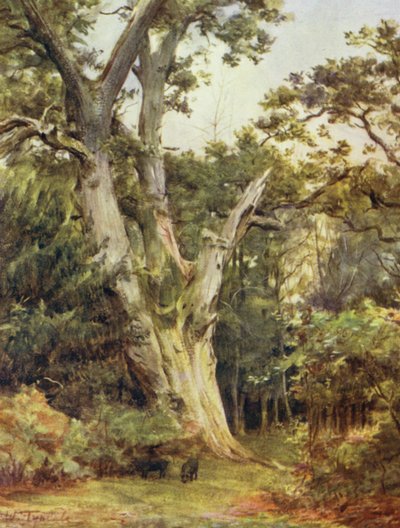 Der New Forest: Der König in Boldrewood von Walter Frederick Roofe Tyndale