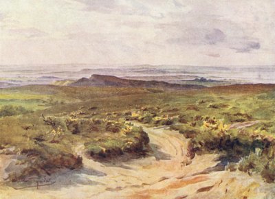 Wessex: Studland Heath, Poole Harbour in der Ferne von Walter Frederick Roofe Tyndale