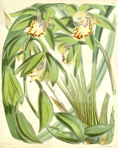 Cymbidium hookerianum von Walter Hood Fitch