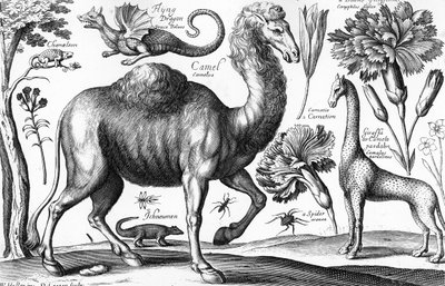 Animalium, Ferarum et Bestiarum, graviert von David Loggan von Wenceslaus (after) Hollar
