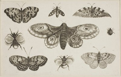 Eine Motte, Schmetterlinge und Bienen von Wenceslaus Hollar