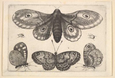 Eine Motte, drei Schmetterlinge und zwei Käfer von Wenceslaus Hollar