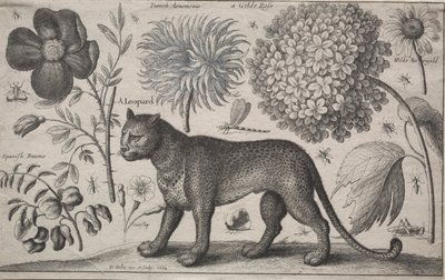 Tiere und Pflanzen: Leopard mit Pflanzen und Insekten von Wenceslaus Hollar