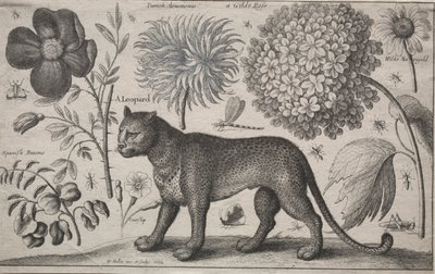 Tiere und Pflanzen: Leopard mit Pflanzen und Insekten, 1662 von Wenceslaus Hollar