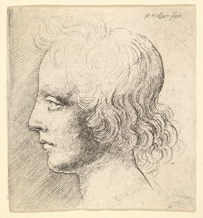 Kopf eines jungen Mannes von Wenceslaus Hollar