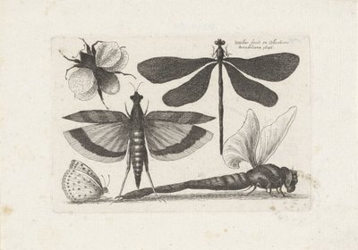 Libellen, Schmetterling und eine Hummel von Wenceslaus Hollar