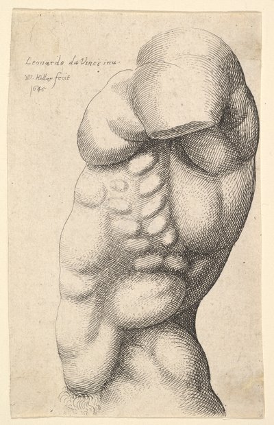 Männlicher Torso vom Hals bis zur Hüfte im Profil nach links von Wenceslaus Hollar