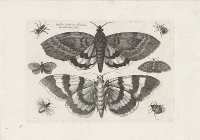 Motten und kleine Insekten von Wenceslaus Hollar