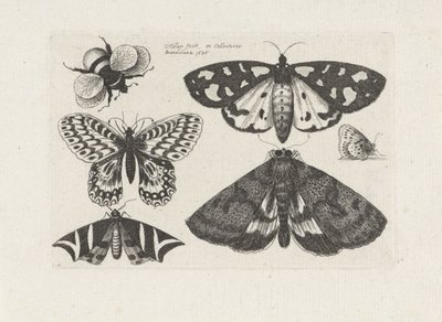 Motten, Schmetterlinge und eine Hummel von Wenceslaus Hollar