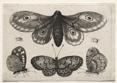 Muscarum Scarabeorum, vermiumque Variae Figure & Formae: Eine Motte, drei Schmetterlinge und zwei Käfer von Wenceslaus Hollar