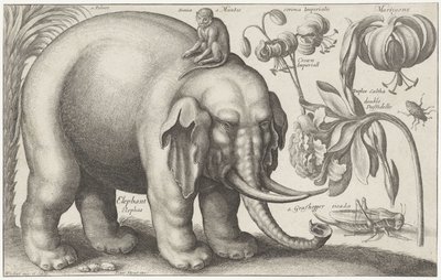 Elefant, Affe, Blumen und Insekten (Pflanzen und Tiere) von Wenceslaus Hollar