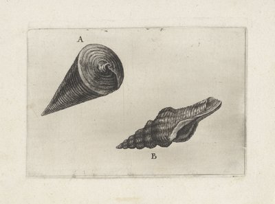 Muscheln, telescopium telescopium (A) und fusinus laticostatus (B) von Wenceslaus Hollar