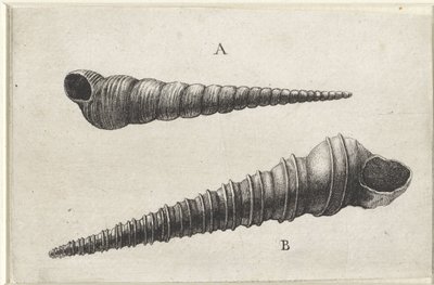 Schnecken, Turritella terebra (A) und Turritella duplicata (B) (Schnecken) von Wenceslaus Hollar