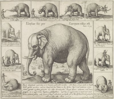 Zahmer Elefant von Wenceslaus Hollar