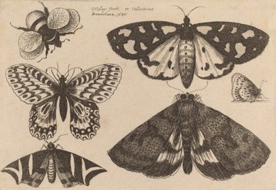 Drei Motten, zwei Schmetterlinge und eine Hummel von Wenceslaus Hollar