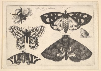 Drei Motten, zwei Schmetterlinge und eine Hummel, 1646 von Wenceslaus Hollar