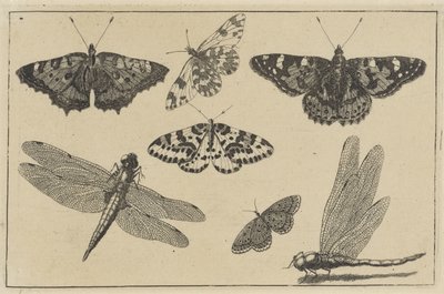 Zwei Libellen und fünf Schmetterlinge von Wenceslaus Hollar